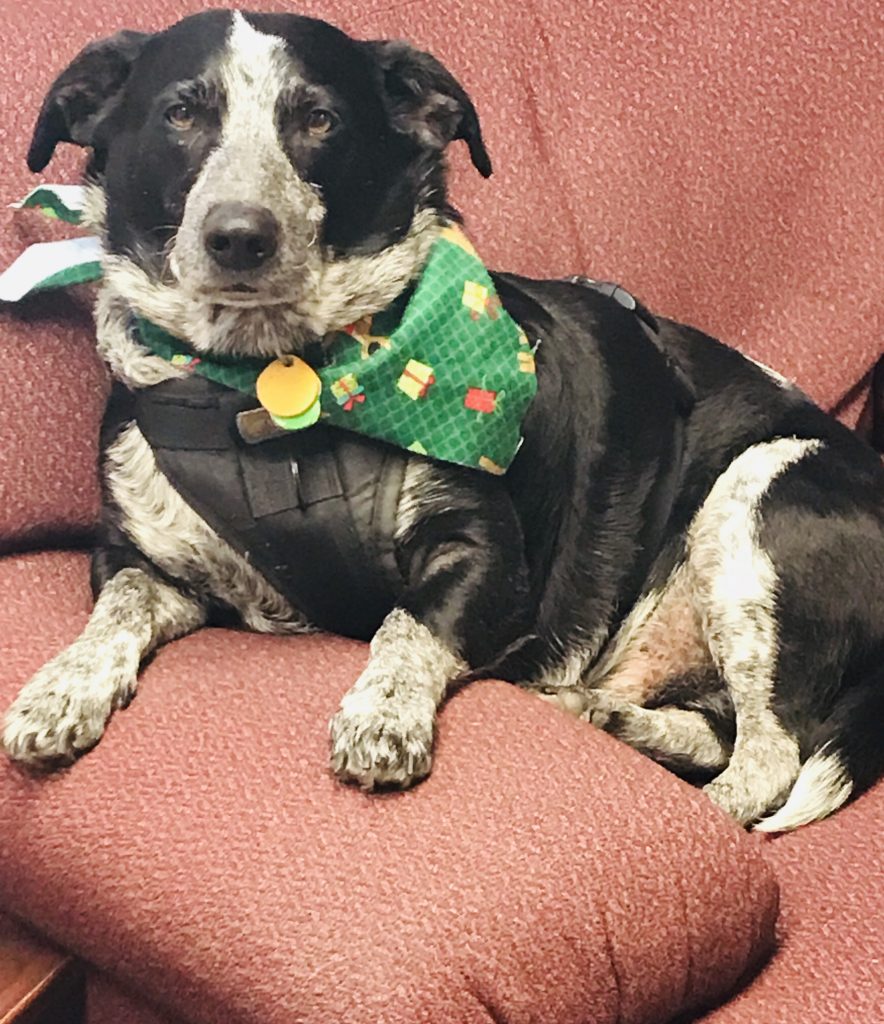 This color photograph shows a serious-looking black and white speckle-coated dog, half Basset hound and half-Australian sheep dog, with grave dark brown eyes. He is seated on a rust-coloured overstuffed chair, and has a green Christmas themed bandana around his neck, with yellow and green tags and a black harness.