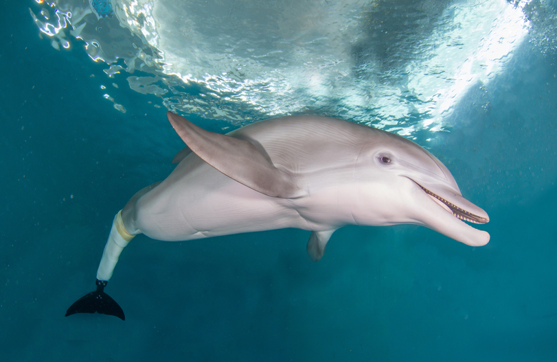 An underwater photo of Winter the bottlenose dolphin swimming happily just beneath the surface of water. She has a prosthetic tail.